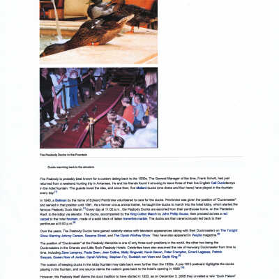 The Peabody Ducks
