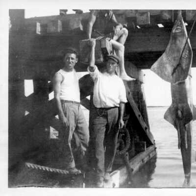 Sawfish