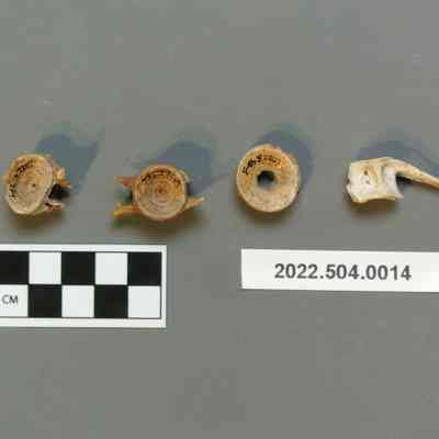 Fish Vertebrae