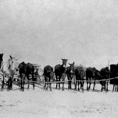 Mule Team