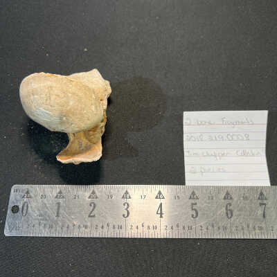 bone fragments
