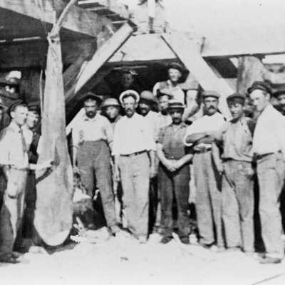 Workmen and Large Shark