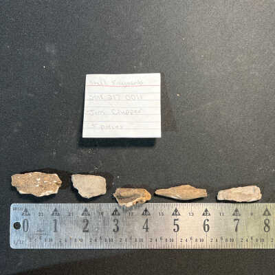 shell fragments