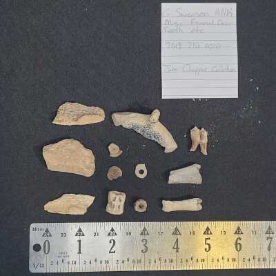G. Swanson UNK Misc Faunal Deer Teeth etc.