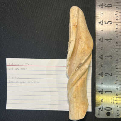 Columnella Tool