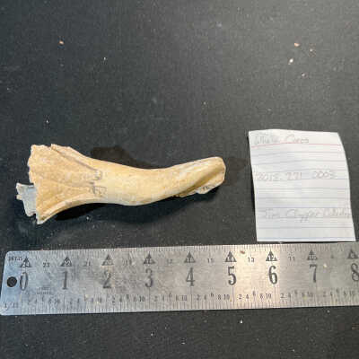 Whelk Cores