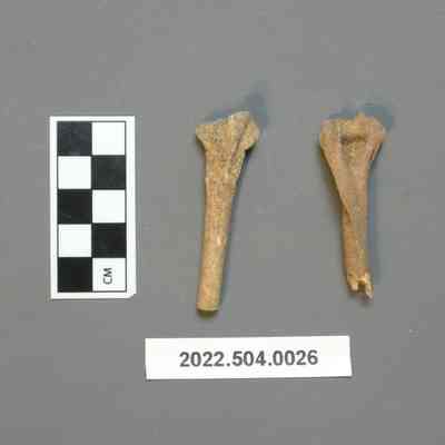 Raccoon Long Bones
