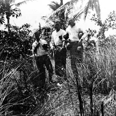 Gathering Coconuts