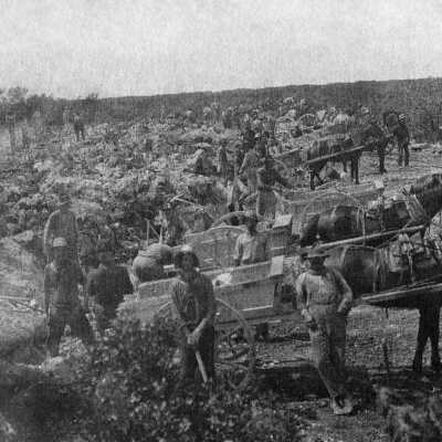Railroad Days Mules