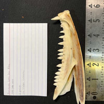 Barracuda Lower Jaw Bones