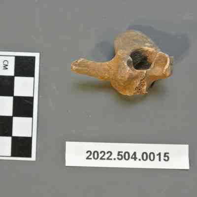 Deer Vertebra