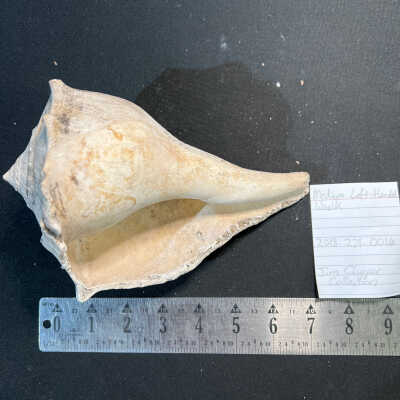 Medium Left-Handed Whelk