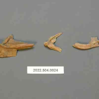 Small Mammalian Jaw Fragments