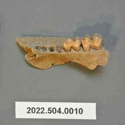Raccoon Maxilla
