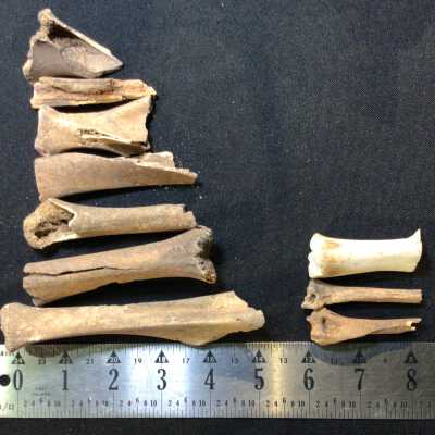 Bag of long bones