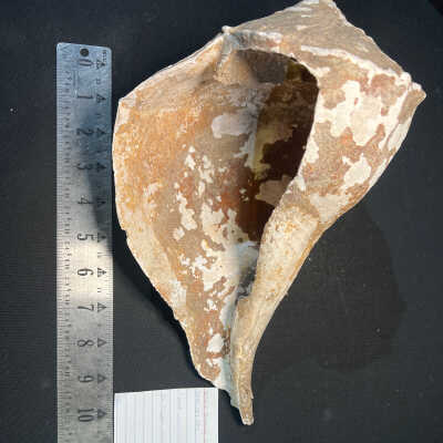Whelk Drinking Cup