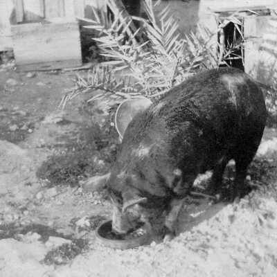 Hog Raising