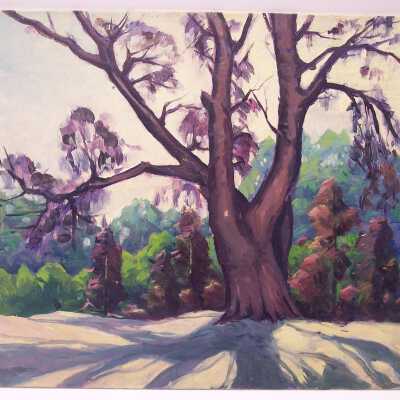 Untitled [large tree wih shadow]
