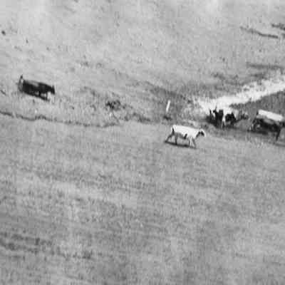 Aerial Photo Cattle Escaping Flood Waters