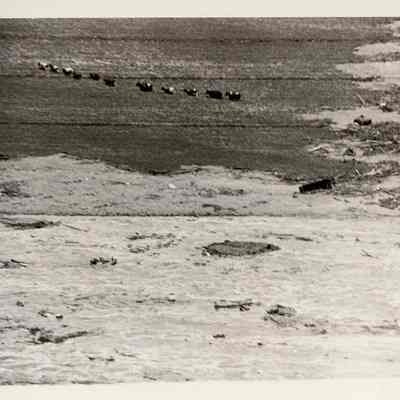 Cows Running Away From Flood Waters