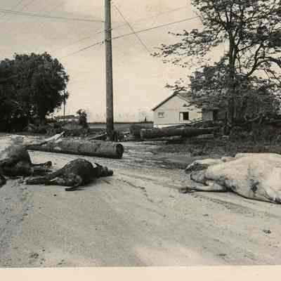 Dead Animals & Debris
