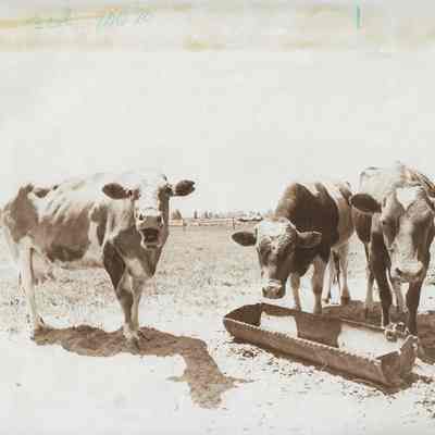 Three Dairy Cows Surrounding Feed Trough