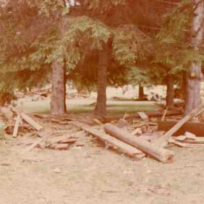 Trees with Flood Debris
