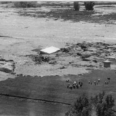 Aerial Photo Livestock running from Floodwaters