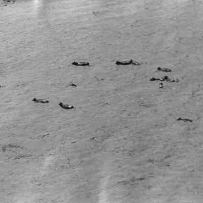 Livestock Swimming in Flood Waters