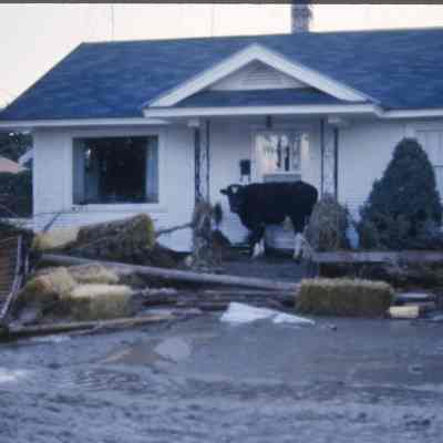 Cow On Porch