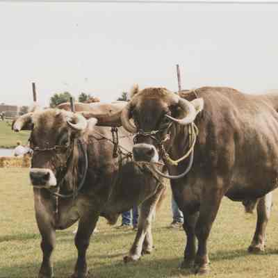 Oxen during the Platte Purchase Days
