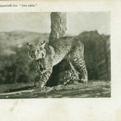 1900 Bobcat chained to a tree
