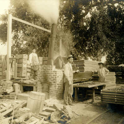 1911 Prune dipping operation