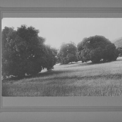 View of Oak trees