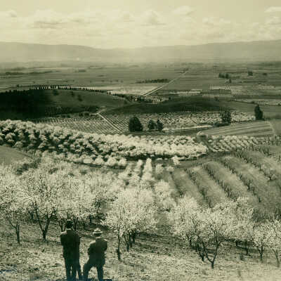 View at Blossom Time