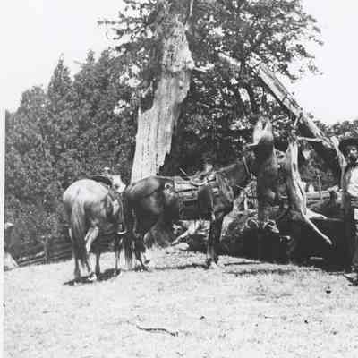Two men with horses by hanging deer