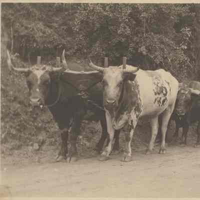 Ox teams