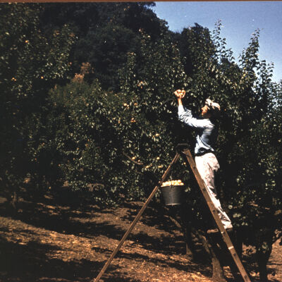 Picking apricots