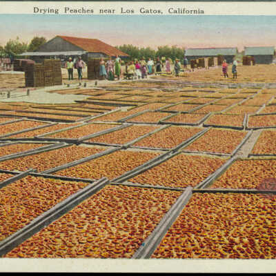 Drying Peaches