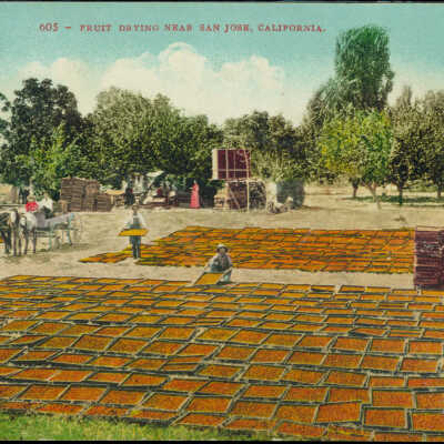 1910 Fruit drying