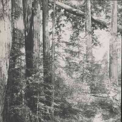 Santa Cruz Mountains