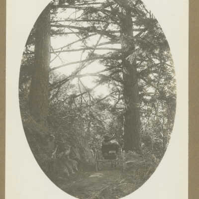 Santa Cruz Mountain Pines