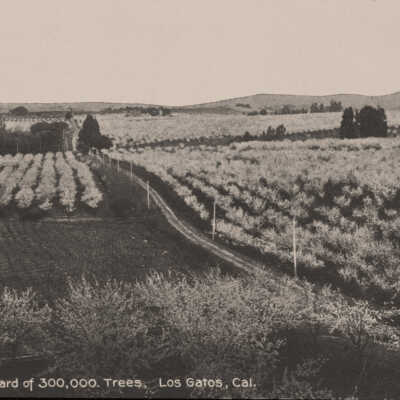 Great Prune Orchard