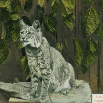 Sitting Wild Cat