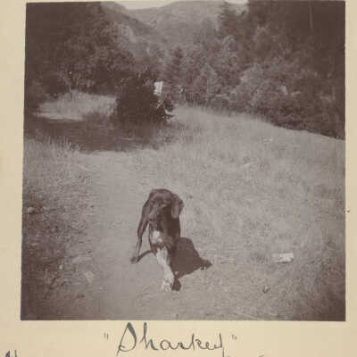 1896 Austrian Gulch