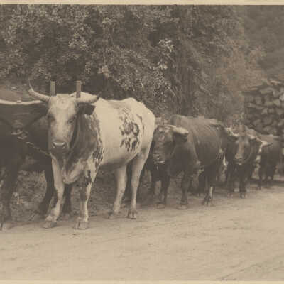 Ox teams