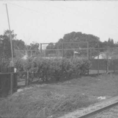 Backyard scene