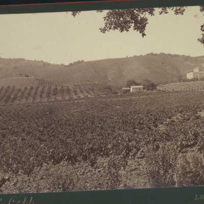 Sacred Heart Novitiate Vineyards
