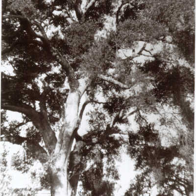 Live Oak tree in Doetsch family orchard.