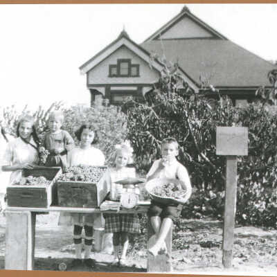 Roadside grape sales on San Jose-Los Gatos Rd.